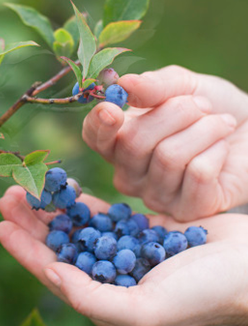 貴州茅台（集團）生態農業產業發展有限公司