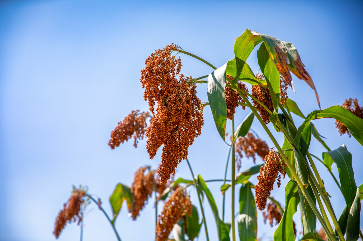 茅台紅纓子高粱賦