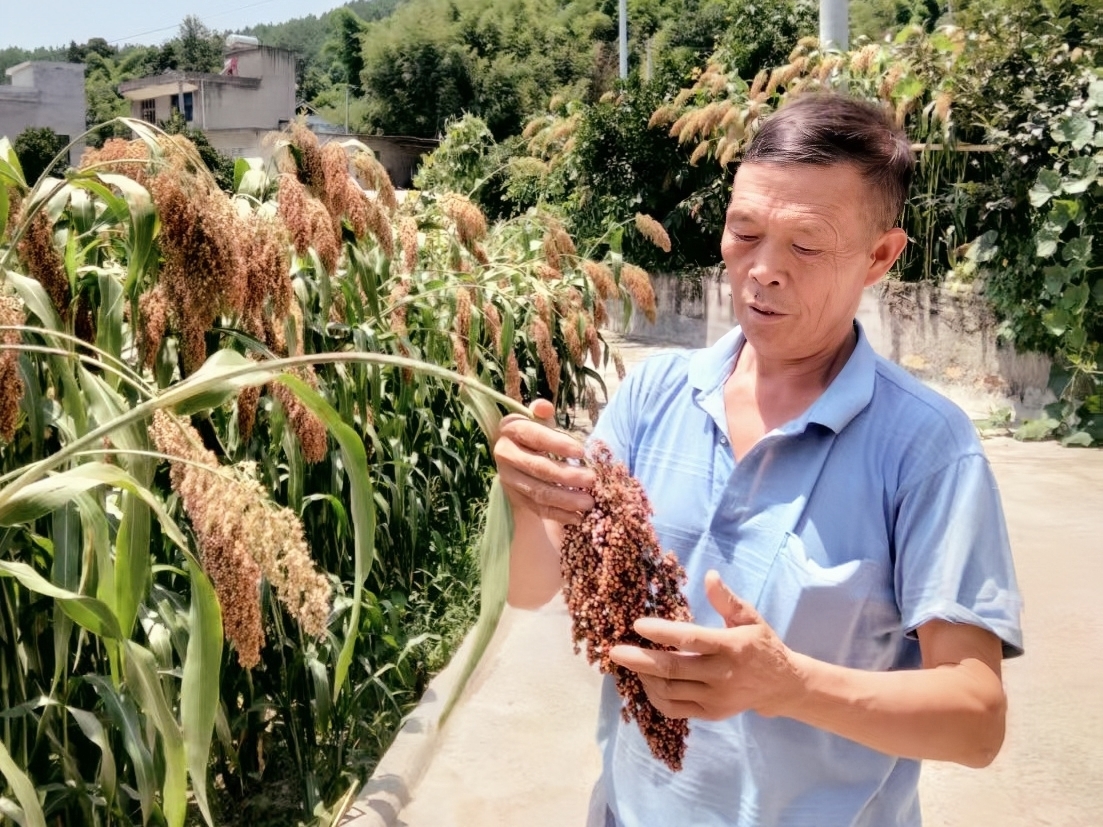 【匠心梁農】穗頭重如山：黃世前的高粱種植秘訣