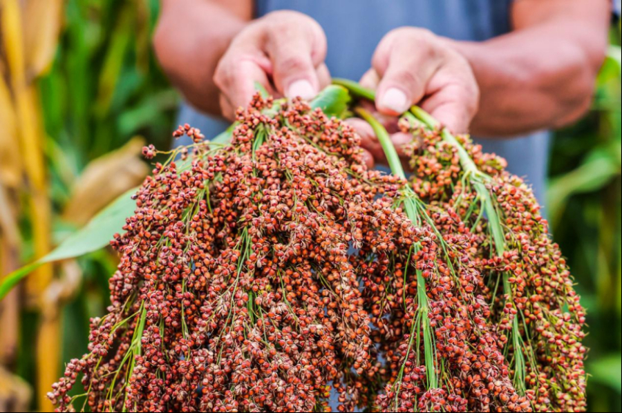 “中國茅台對您說”之七原料篇：紅纓子芯片——茅台酒無可替代的品質基石
